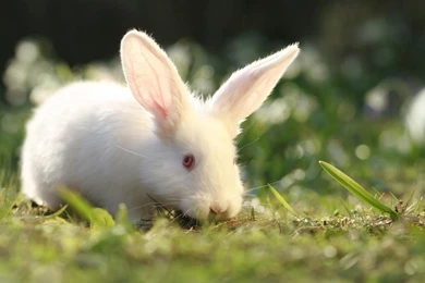 Forest Rabbit Wallpapers Wide