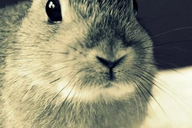 Gallery For   Bunny Face Iphone Wallpapers