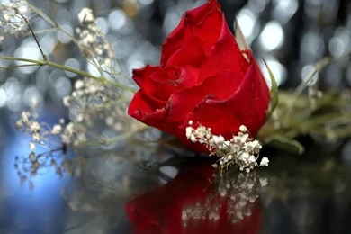 Gallery For   Free Red Rose Wallpapers For Desktop