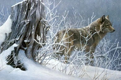 Snowy Wolf Free Desktop Backgrounds   Free Wallpapers Image