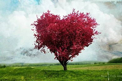 The Tree Of Love Images HD Wallpapers