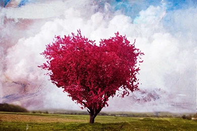 Download The Tree Of Love HD Wallpapers