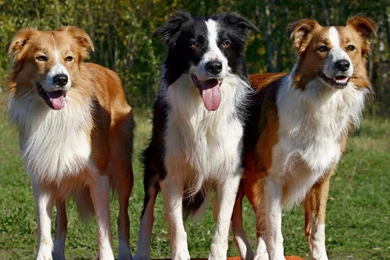 Border Collie Computer Wallpapers, Desktop Backgrounds