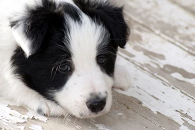 Border collie speedy mcspeedster_34702_990x742.jpg