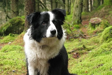 Gallery For   Border Cllie Wallpapers