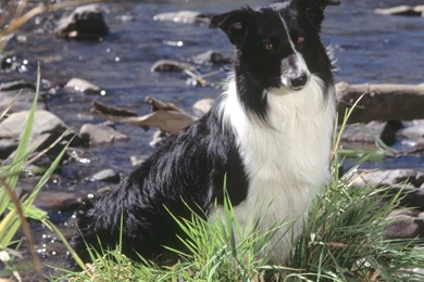 Border_collie_desktop_wallpaper_2 1600x1200.jpg