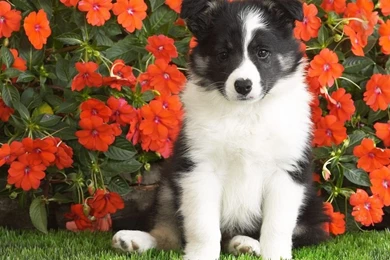 Puppy Border Collie Wallpaper, New Funny Pet Pictures