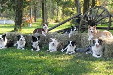 Family Of Dogs Border Collie Wallpapers And Images Wallpapers ...