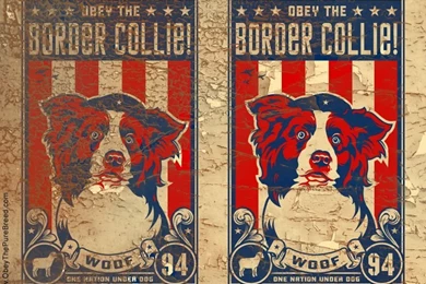 Border_collie_wallpaper.jpg