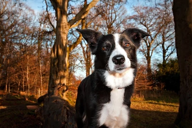 Forest Animals Dogs Border Collies Collie Wallpapers