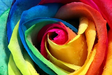 Colorful Flower Pictures   HD Wallpapers Lovely