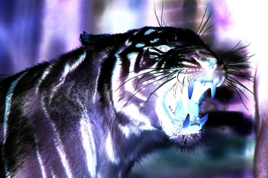 High Definition Tiger Wallpapers For Free Download