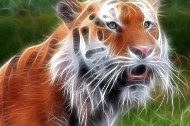 Tiger wallpaper 3d.jpg
