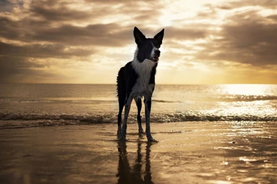 Border Collie Computer Wallpapers, Desktop Backgrounds