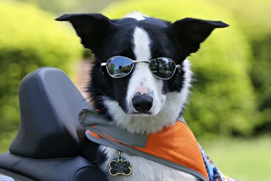 YouWall   Border Collie Wallpapers   Wallpaper,wallpapers,free ...