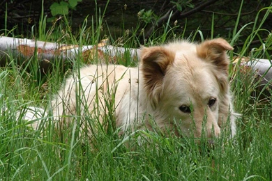 Free Wallpapers Border Collie Wallpapers