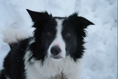 Charlie The Border Collie   Border Collie Wallpapers (3804055)   Fanpop