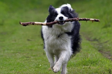 Cute Border Collie With A Stick Photo And Wallpaper. Beautiful ...