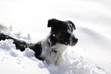 Border Collie   Border Collie Wallpapers (3804137)   Fanpop