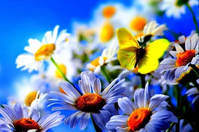 Phone Ads Celebs Samsung Mobile Phone Celebrity Models Wallpapers ...