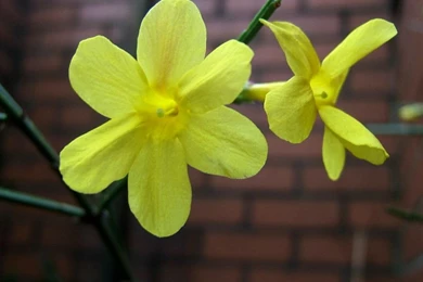 Jasmine Jasmine, Flowers, Wallpaper, For, Mobile, Phone, New, High ...