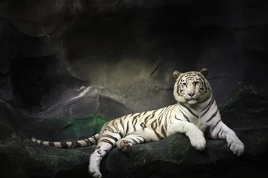 White Tigers Wallpapers   Wallpapers Cave