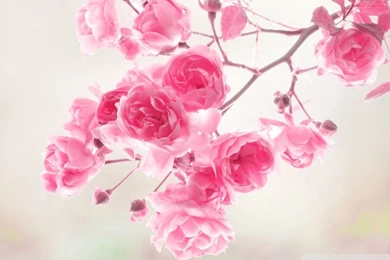 Pink Roses Flowers HD Desktop Wallpapers : High Definition ...