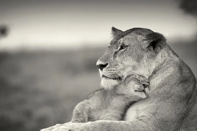 Lion Black And White Wallpapers Collections 2104   HD Wallpapers Site