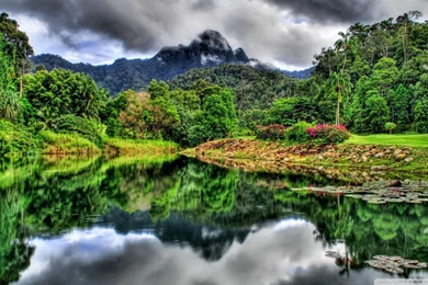 Download Jungle Creeper Wallpapers 1920x1080