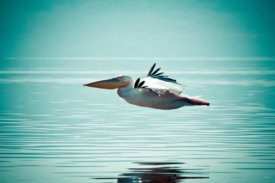 Pelican Bird Water Surface Flight Hd Wallpapers