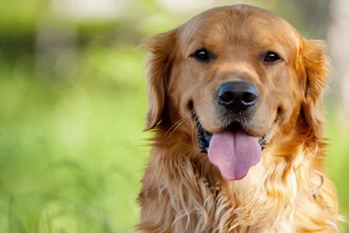 Cute Animal Dogs Wallpapers Pics