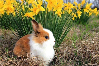 Other: Spring Bunny Brown Animals White Free Desktop Wallpapers For ...