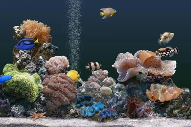 Gallery For   Free Hebrew Wallpapers Desktops Screensavers