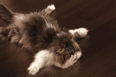 Free Desktop Wallpapers 1835