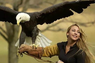 Birds: Eagle Handler Bald Eagles Birds Free Desktop Wallpapers For ...