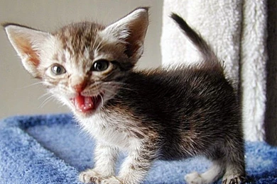 Cats: Meowing Kitten Cute Free Desktop Wallpapers For HD 16:9 High ...