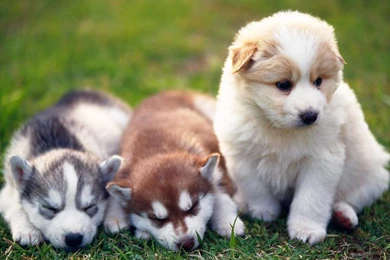 Dogs: Sweet Trio Grass Animal Puppy Dog Desktop Wallpapers For HD ...