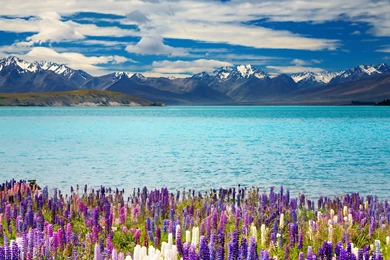 Wallpapers Tagged New Zealand