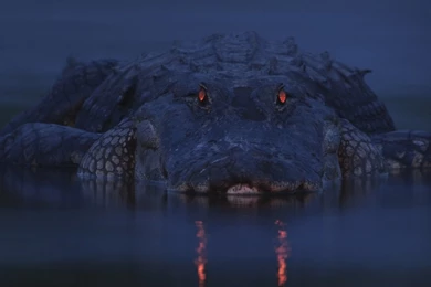 Wildlife Desktop Wallpapers   , New Wallpapers, New Wallpapers