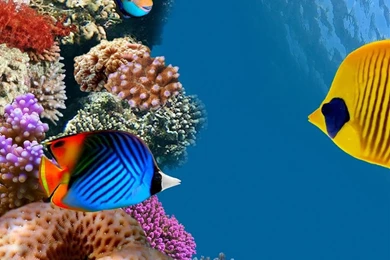 Desktop Aquarium iPad Air Wallpapers Download