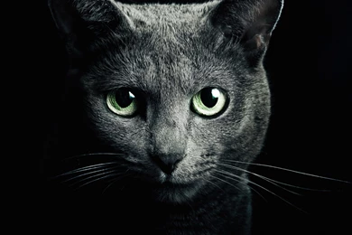 Download Russian Blue Cat HD Wallpapers For iPad Air HDwallpapers.net