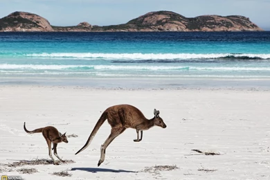 Kangaroo Picture    Animal Wallpapers    National Geographic Photo ...
