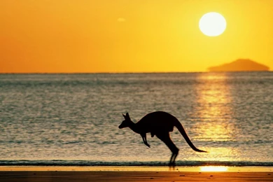 Australia Beaches Kangaroo   Wallpaper.