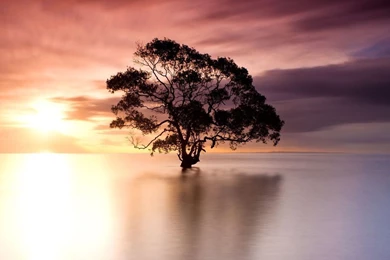Tree In Nudgee Beach, Australia Wallpapers   Nature Wallpapers