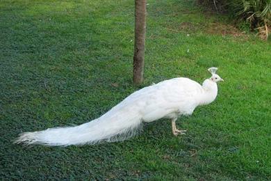 Peacock HD Wallpapers.