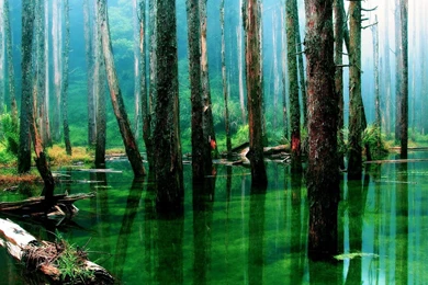 Rainforest HD Wallpapers, Rainforest Images Free, New Wallpapers