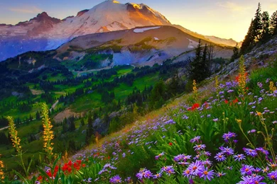 Mount Rainier Desktop Wallpapers And Images