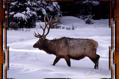 Yellowstone National Park: Elk Pictures, Free Wallpapers.