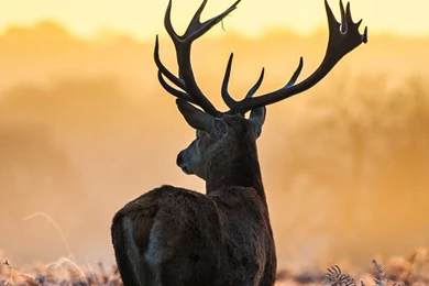 Elk