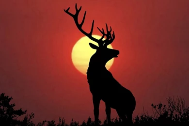 Bull Elk Elks Deer (4) Wallpapers